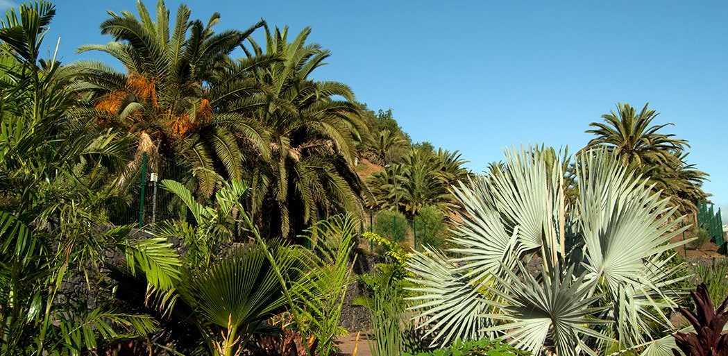 Palmetum, Santa cruz, Tenerife.
