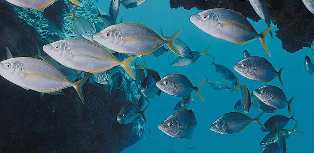 peces bajo el agua, Tenerife, Islas Canarias
