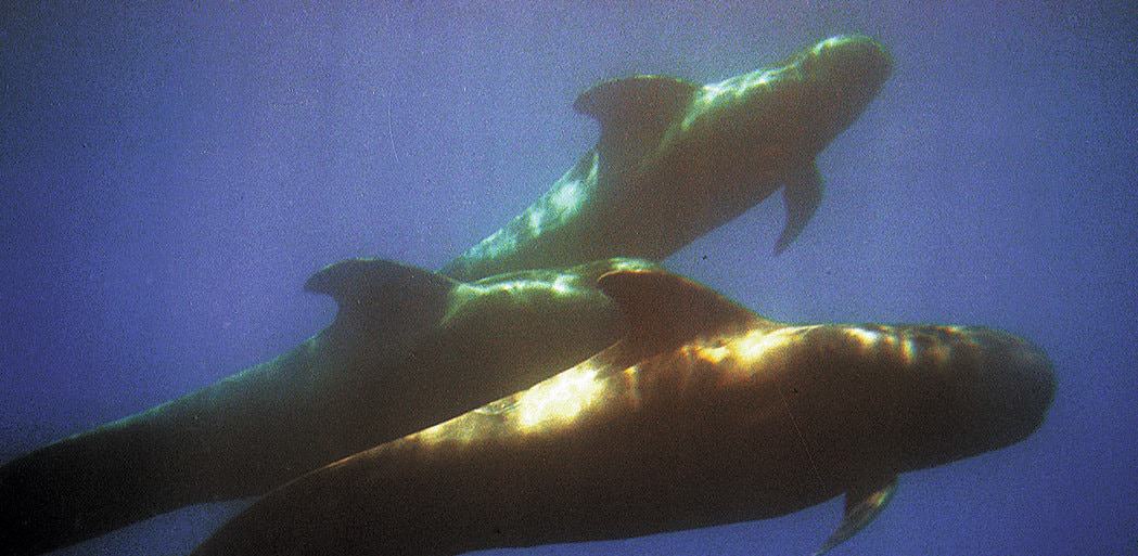 Pilot whales in Tenerife waters, Canary Islands