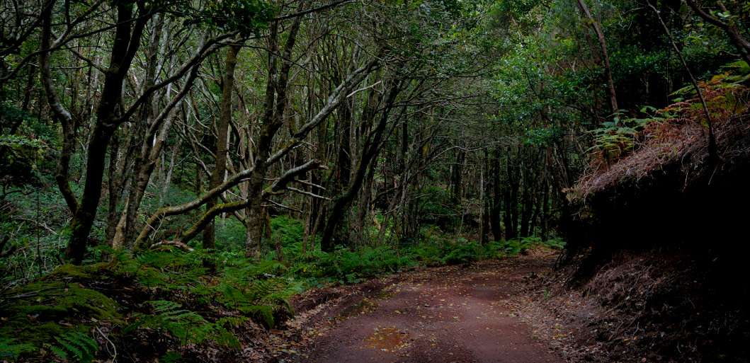 Spaziergang in den mittelalterlichen Wäldern von Teneriffa.